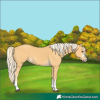 Horse Color:Palomino 