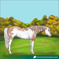 Horse Color:Gold Champagne Sabino Splash Frame 