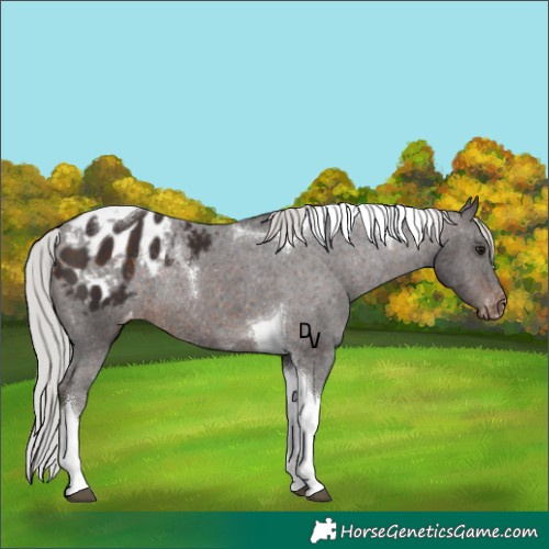 Horse Color:Silver Brown Tobiano Appaloosa Rabicano 