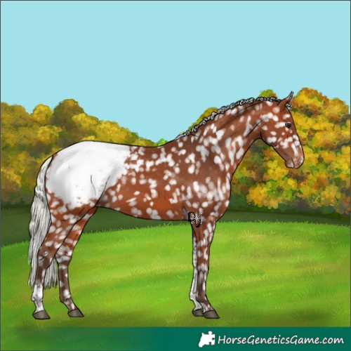 Horse Color:Silver Bay Tobiano Appaloosa Rabicano 