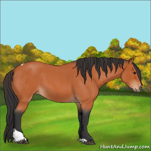 Horse Color:Bay Roan Tobiano