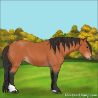 Horse Color:Bay Roan Tobiano 