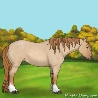 Horse Color:Red Dun Roan Tobiano 