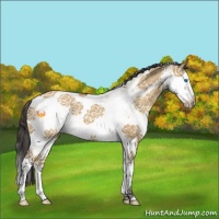 Horse Color:White Spotted Buckskin Dun Splash Tobiano