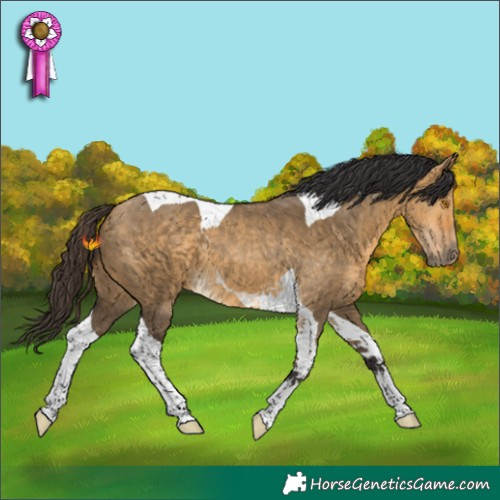Horse Color:Buckskin Dun Tobiano 