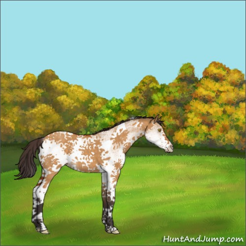 Horse Color:White Spotted Buckskin Dun Tobiano 