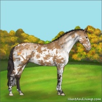 Horse Color:White Spotted Buckskin Dun Tobiano 