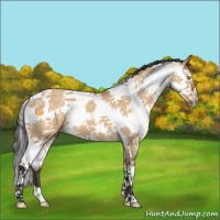 Horse Color:White Spotted Buckskin Dun Splash Tobiano 