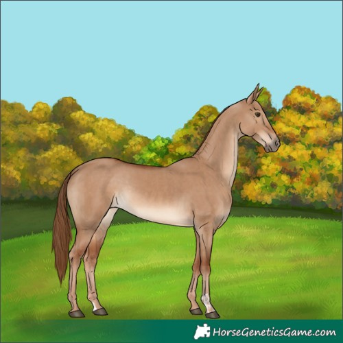 Horse Color:Red Dun and Red Dun Rabicano