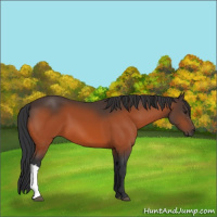 Horse Color:Brown 