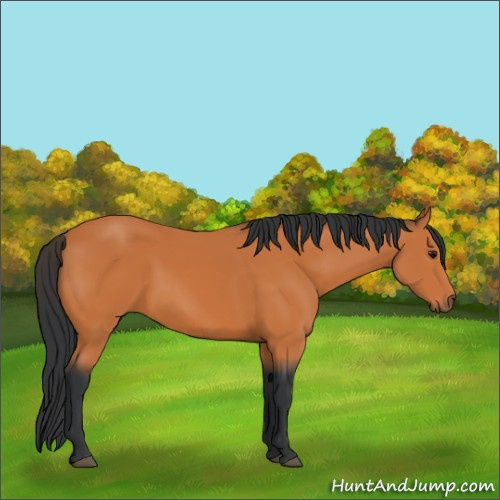 Horse Color:Bay 