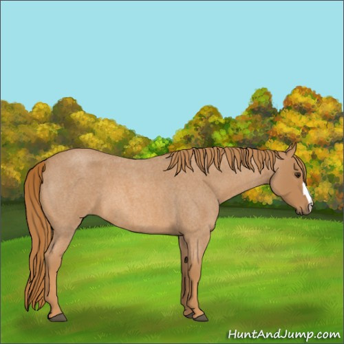 Horse Color:Red Roan