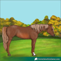Horse Color:Chestnut Rabicano 