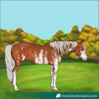 Horse Color:White Spotted Silver Bay Rabicano 