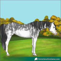 Horse Color:Black Sabino Splash 