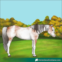 Horse Color:White Spotted Bay Splash Rabicano 