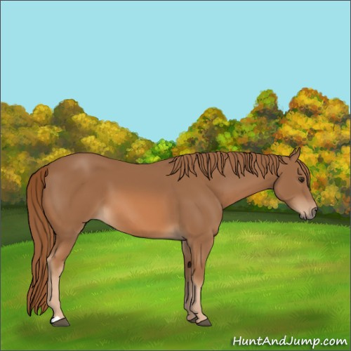 Horse Color:Chestnut 