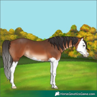 Horse Color:Bay Splash 