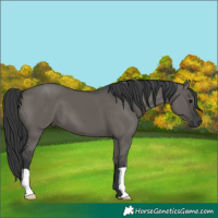 Horse Color:Grullo 