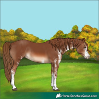Horse Color:White Spotted Chestnut Rabicano 