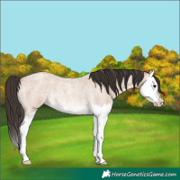 Horse Color:Bay Roan Dun Splash Rabicano 