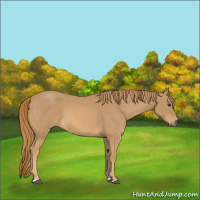 Horse Color:Red Roan 