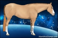 Horse Color:Gold Champagne Splash 