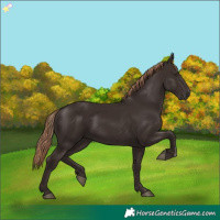 Horse Color:Liver Chestnut Rabicano 