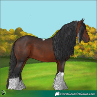 Horse Color:Bay Tobiano 