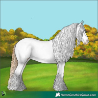 Horse Color:Amber Cream Champagne Appaloosa Rabicano