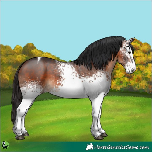 Horse Color:White Spotted Bay Tobiano