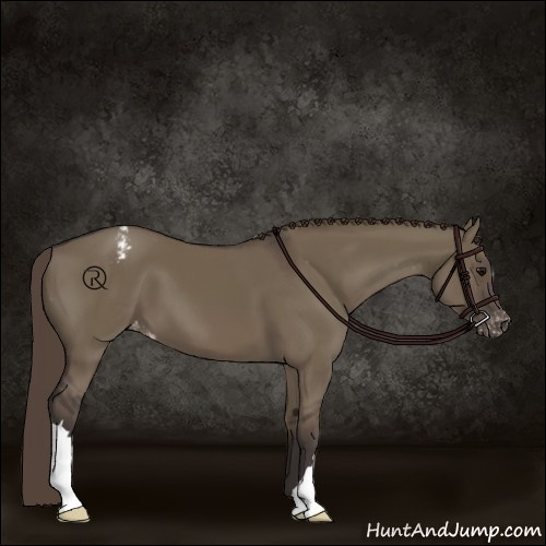 Horse Color:Smoky Grullo Appaloosa 