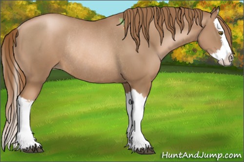 Horse Color:Liver Chestnut Pearl Splash Rabicano