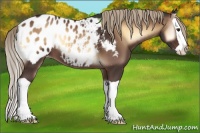 Horse Color:Liver Red Onyx Splash Appaloosa 