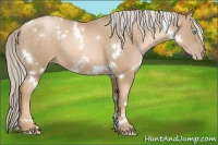 Horse Color:White Spotted Chocolate Palomino Pearl 