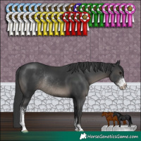 Horse Color:Black Sabino Rabicano 