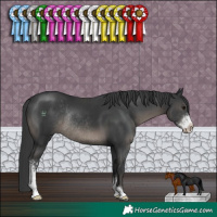 Horse Color:Black Sabino Rabicano 