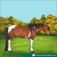 Horse Color:Bay Tobiano 