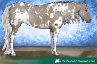 Horse Color:White Spotted Silver Grullo 