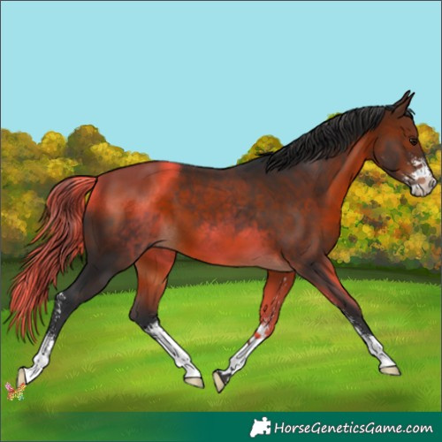 Horse Color:Brown Sabino 
