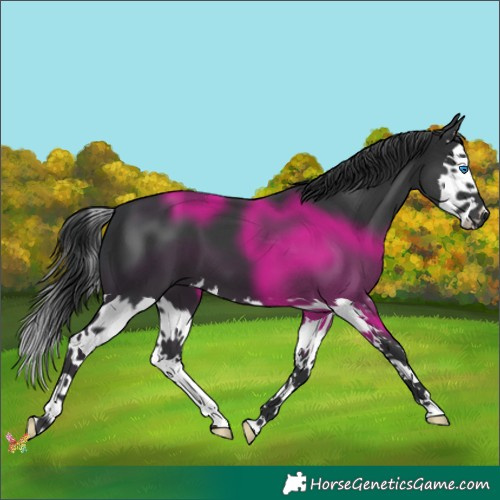 Horse Color:Black Splash 