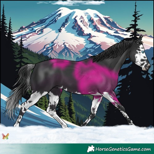 Horse Color:Black Splash 