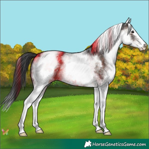 Horse Color:White Spotted Brown Splash 