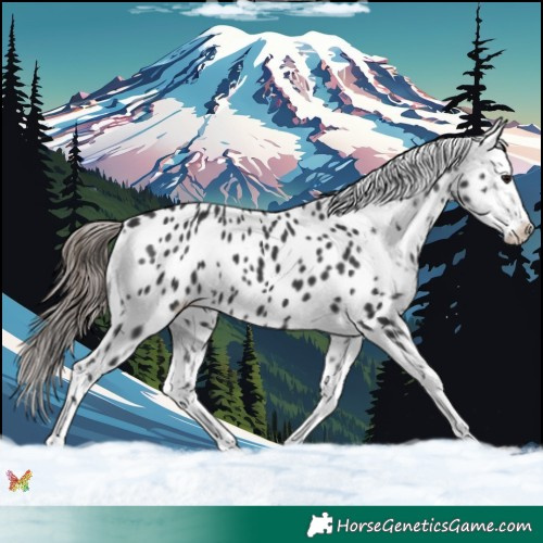 Horse Color:Black Appaloosa 