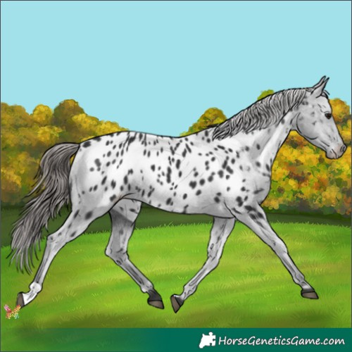 Horse Color:Black Appaloosa 