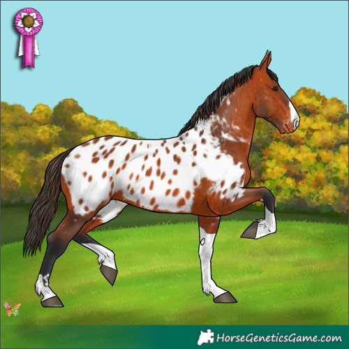 Horse Color:Bay Tobiano Appaloosa 