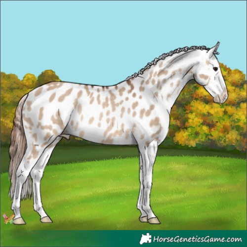 Horse Color:Bay Dun Appaloosa Rabicano 