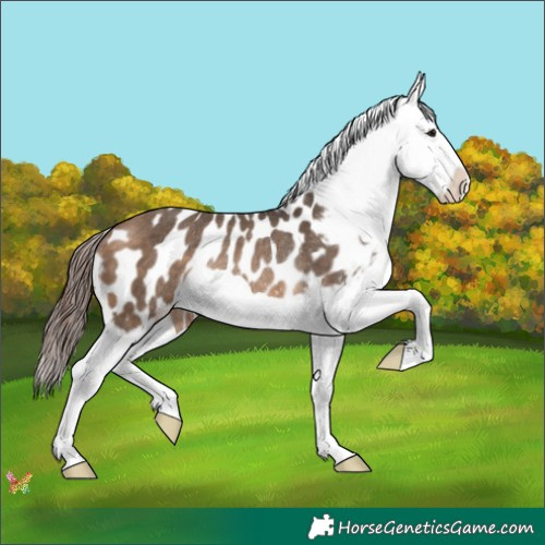 Horse Color:Brown Dun Splash Appaloosa Rabicano 