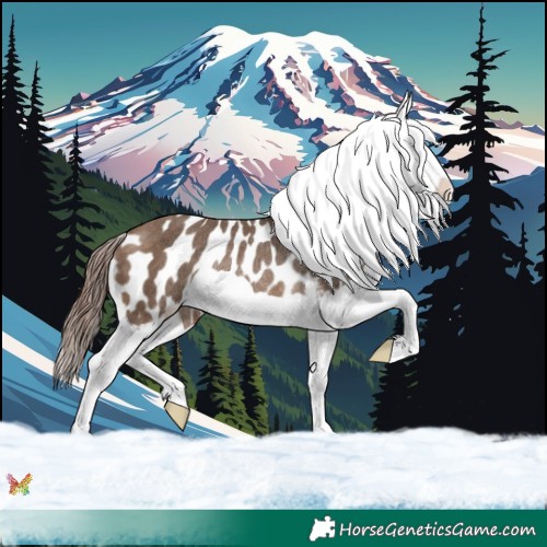 Horse Color:Brown Dun Splash Appaloosa Rabicano 