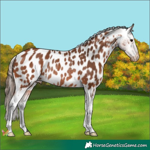 Horse Color:Bay Appaloosa Rabicano 